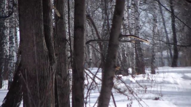 Снегоход ТАЙГА Ялуторовск смотреть онлайн