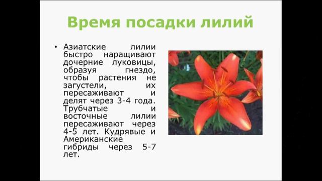 лилии, посадка и уход смотреть онлайн