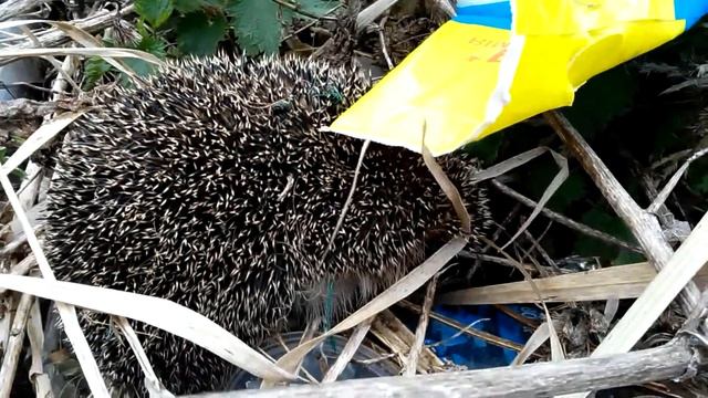 Еж сопит смотреть онлайн