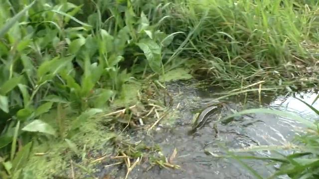 Попалась на мормышинг щука. Рыбак Андрей Николаев. смотреть онлайн