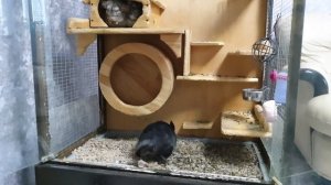 Витрина для шиншилл своими руками