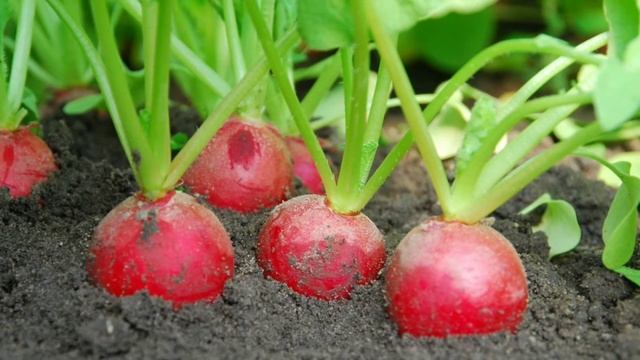 Чем подкормить редис. Будет крупным,вкусным,жгучим!