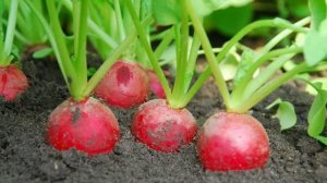 Чем подкормить редис. Будет крупным,вкусным,жгучим!