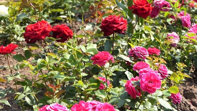 КФХ "Богдановские розы" смотреть онлайн