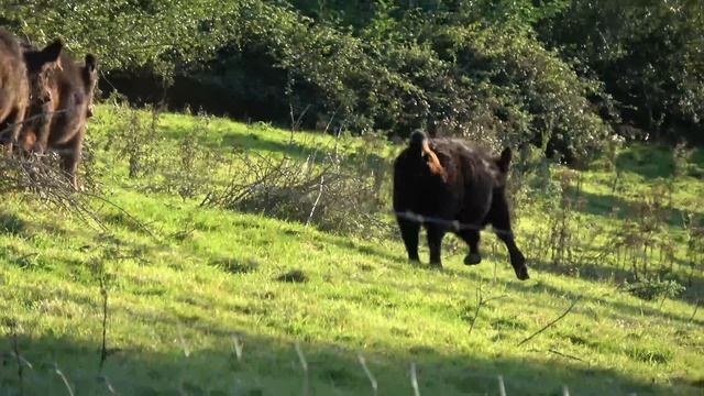 (Sony Camera Test) SONY FDR-AX53 4K смотреть онлайн