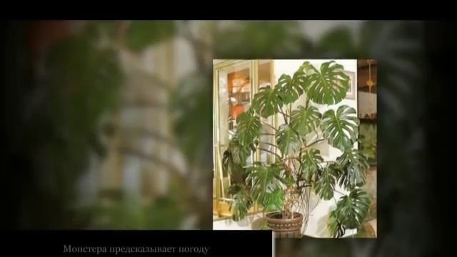 МОНСТЕРА в домашних условиях. Полезные свойства монстеры смотреть онлайн