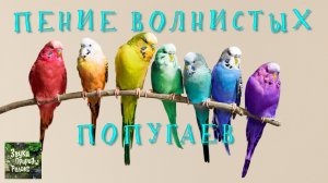 Ваши попугайчики начнут разговаривать.