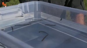 Укус обычной пиявки и медецинской, что больнее? смотрите, если интересно, кто побетит!)