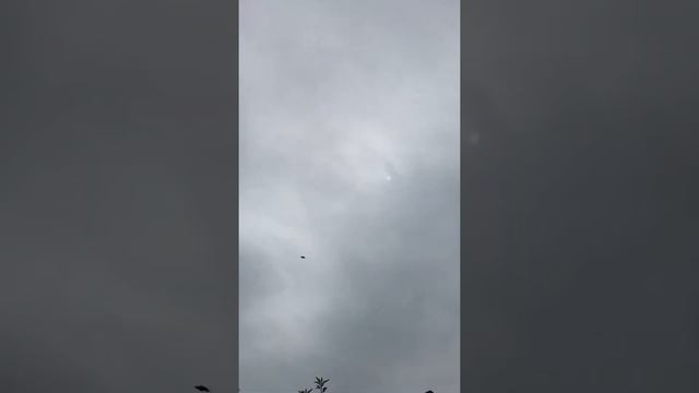 Турецкая Такла в Пятигорске. 07.09.22 Арап 7 недель гон смотреть онлайн