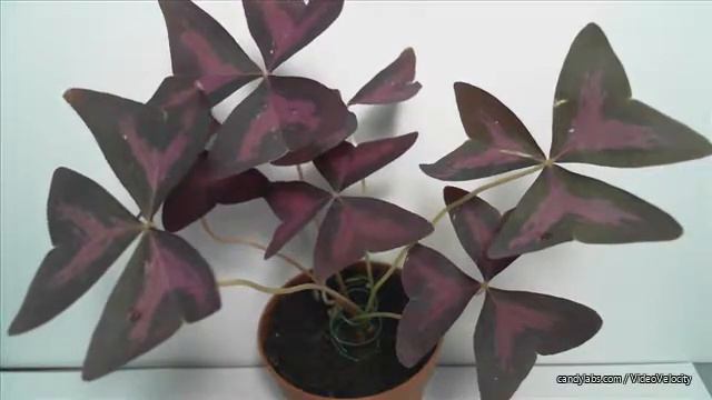 кислица треугольная свет сверху Oxalis Triangularis