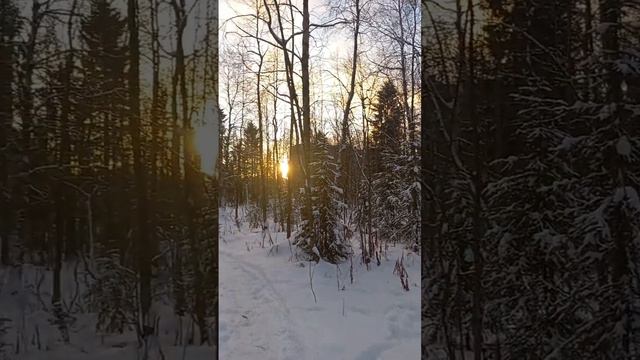 Красота зимнего леса смотреть онлайн
