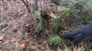 ?? Снятие Зимнего Укрытия С  Молодого Саженца Голубики