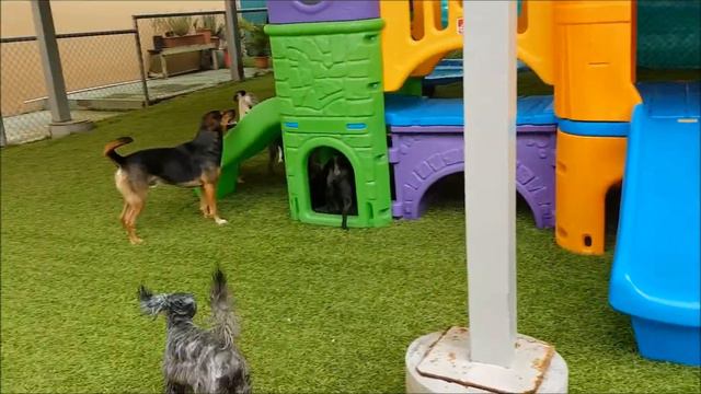 Vídeos felices - animales - perros!!! смотреть онлайн