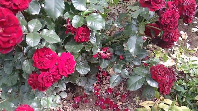 Роза🌹Лаваглут смотреть онлайн