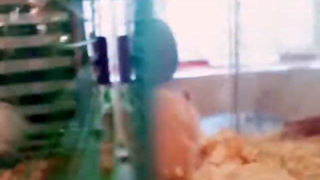 Шок хомяк укусил смотреть онлайн