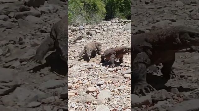 Two vicious Komodo dragons attack😱 смотреть онлайн