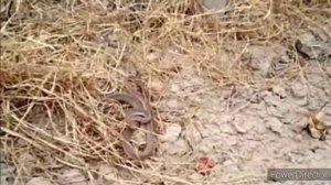 Змеи.Опасные ли они?Какие змеи водятся в Дагестане.Нападение змеи на человека.