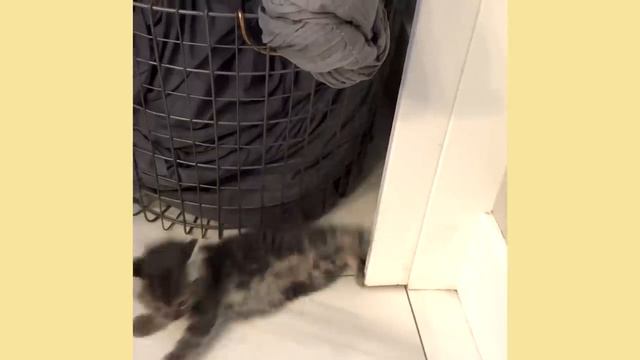 Benji's First Day At The Sanctuary | The Asher House смотреть онлайн