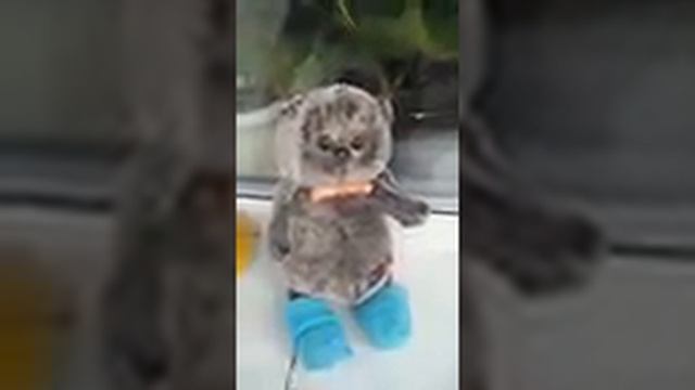 VLOG С Басиком вечер после дневного сна!) смотреть онлайн