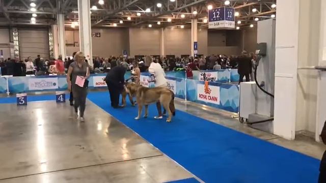 🏆03.11.2018 IDS “Russia 2018” Moscow, Russia🏆🥇(2) смотреть онлайн