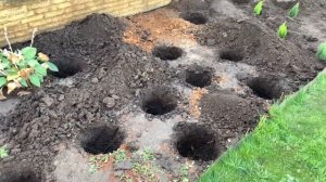 Любимые хвойные: Можжевельник Блю Чип. Посадка можжевельника.