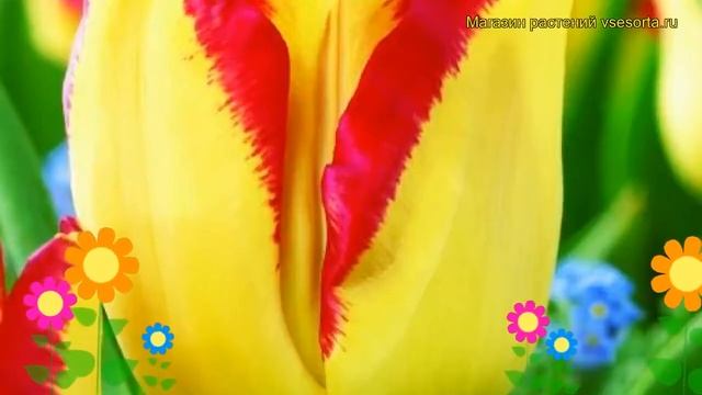 Тюльпан триумф Кейптаун. Краткий обзор, описание характеристик, где купить луковицы Cape Town смотреть онлайн