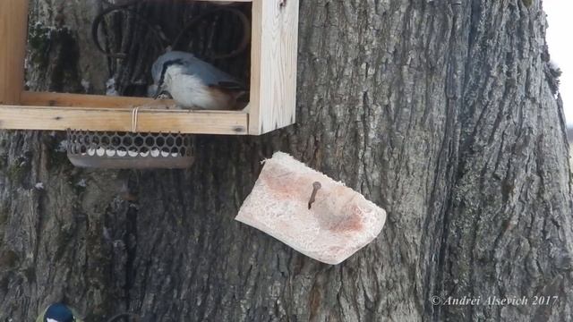 Sitta europaea (Nuthatch). смотреть онлайн
