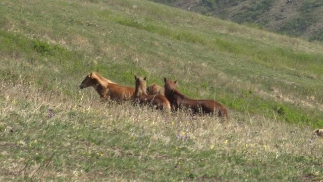 Жеребец недосчитался кобыл смотреть онлайн