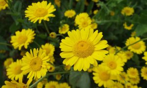 Пупавка РЕЛАКС ТЕРАПИЯ ИМПРОВИЗАЦИЯ композитор Виктор Анохин #музыка #instrumental #piano #цветы