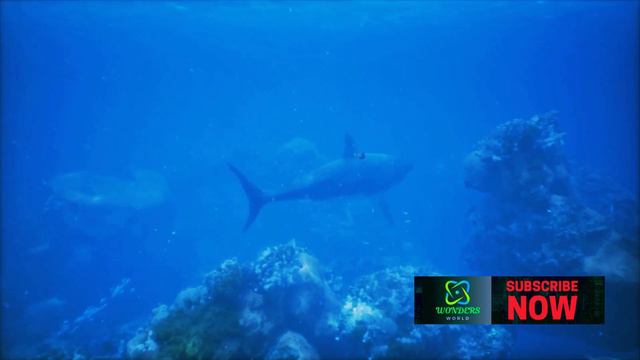Orca Grandmother Defeats Great White Shark With One Blow | @Wondersworld.7