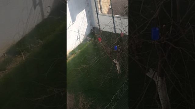 Bedri Rahmi Eyüboğlu- Yetim Bahçe Şiiri смотреть онлайн