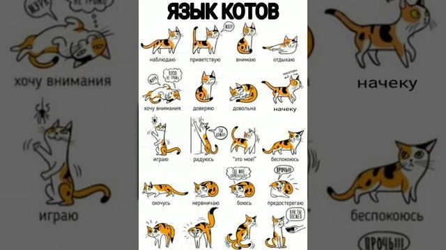 ОПРЕДЕЛЯЕМ НАСТРОЕНИЕ КОТОВ И КОШЕК ПО ХВОСТУ смотреть онлайн