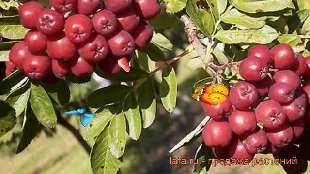 Рябина обыкновенная Титан (аronia titan) ? рябина Титан обзор: как сажать саженцы рябины Титан смотреть онлайн
