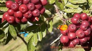 Рябина обыкновенная Титан (аronia titan) ? рябина Титан обзор: как сажать саженцы рябины Титан