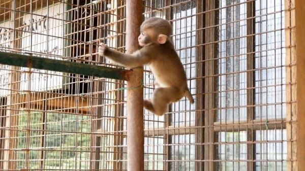 がんばって登れ!猿の赤ちゃん!/ Good luck and climb! Baby monkey!