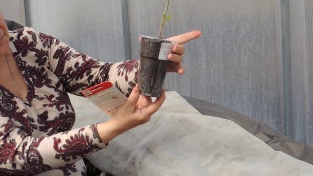 Ночевка в теплице при - 5. Обзор томата КЛУБНИЧНОЕ дерево, а также БОНУС - букетный посев. смотреть онлайн