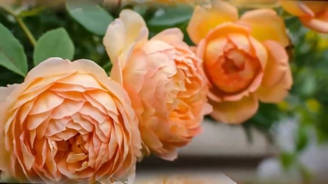 А я скажу спасибо тем кто предал...... смотреть онлайн