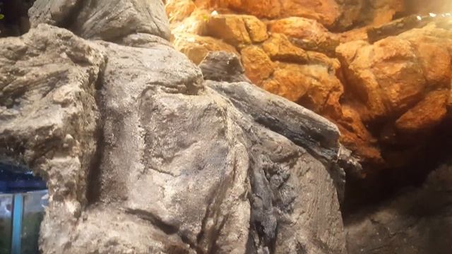 huge DIY terrarium for super dwarf reticulated python смотреть онлайн