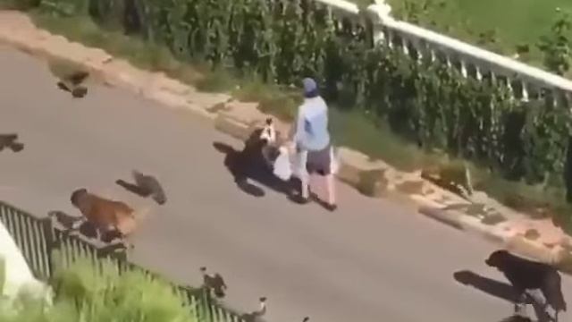 Ной идет к ковчегу смотреть онлайн