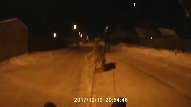 Четырехлапый супер мото покатушки на собаке смотреть онлайн