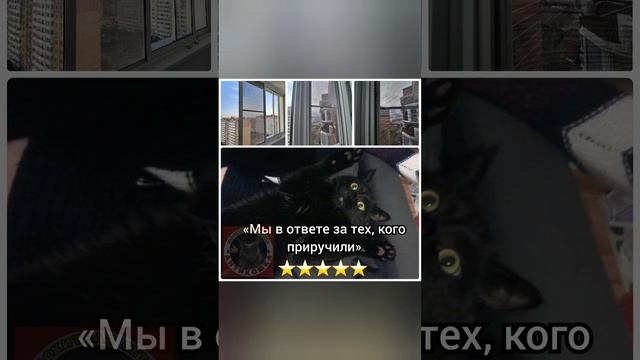 Москитная сетка Антикошка ? #антикошка #краснодар #антикоготь #кошки #котята #коты #москитныесетки смотреть онлайн