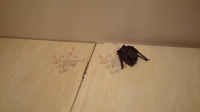 Полеты летучей мыши на дому Home flights of a bat смотреть онлайн