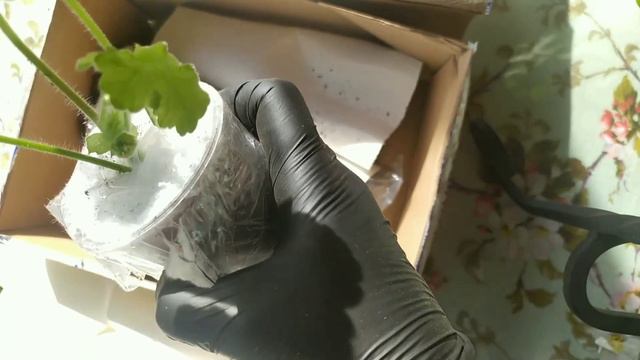 Приехали мои посылки! Ура! Удобрения и новые сорта в мою коллекцию пеларгоний! смотреть онлайн