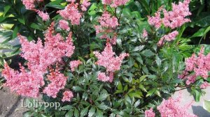 Классические сорта астильб для сада средней полосы