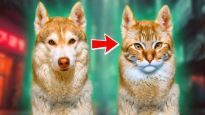 БУБЛИК ПРЕВРАТИЛСЯ В КОТА!! Хаски Бандит Говорящая собака