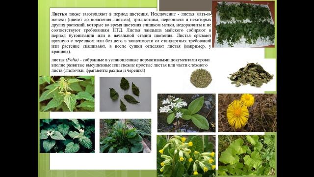 Техника и рациональные сроки заготовки отдельных морфологических групп сырья смотреть онлайн