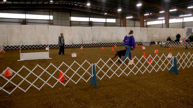Doberman Lambert Earning 7th AKC RAE Leg смотреть онлайн