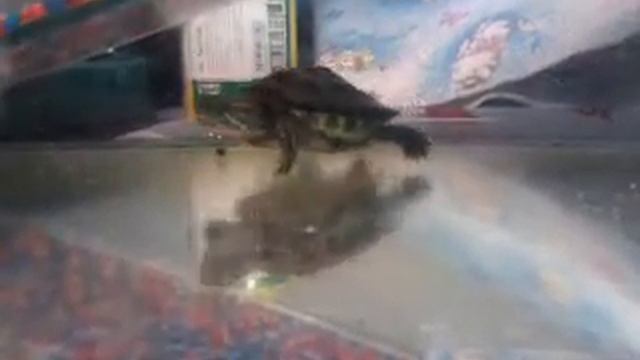 Тортила плавает. смотреть онлайн