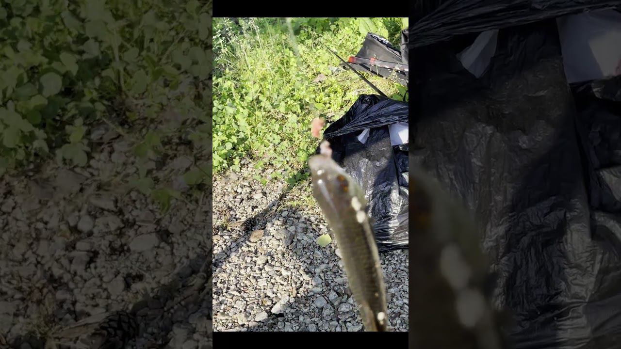 Маленькая пакасть #fishing #рыбалканасевере #carpfishing #carp #нарыбалку #палатка смотреть онлайн