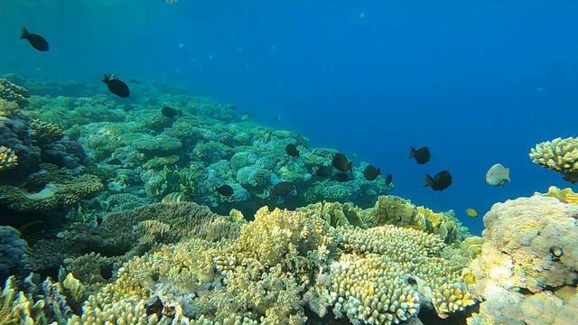 Риф Возле Отеля Rixos Premium Seagate